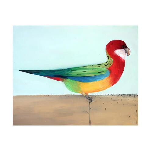 JOHN GRAHAM Eastern Rosella