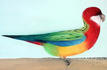 JOHN GRAHAM Eastern Rosella - 4