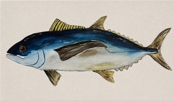 BRITNEY TURNER Albacore Tuna - 4