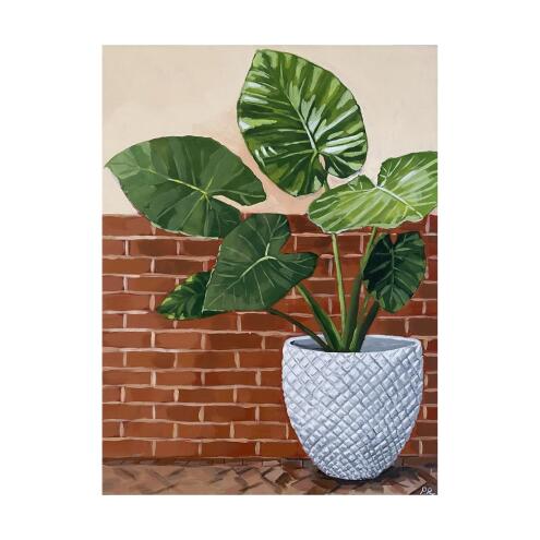 PIA REYNOLDS Elephant Ear