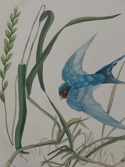 TANIA MASON Blue bird sparrow in the reeds - 4