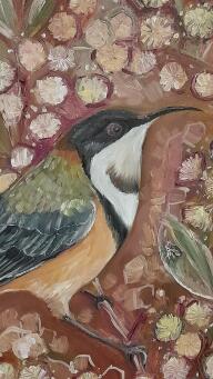 LIZ LOVELL Eastern Spinebill among Acacia blooms - 4